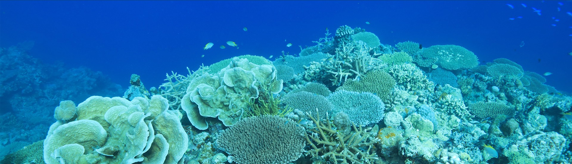 南海珊瑚礁