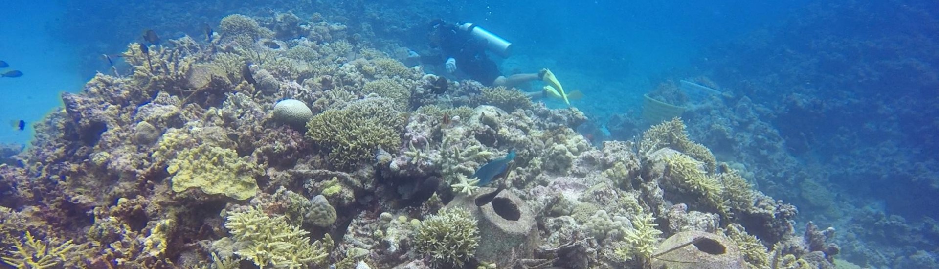 珊瑚礁生态修复