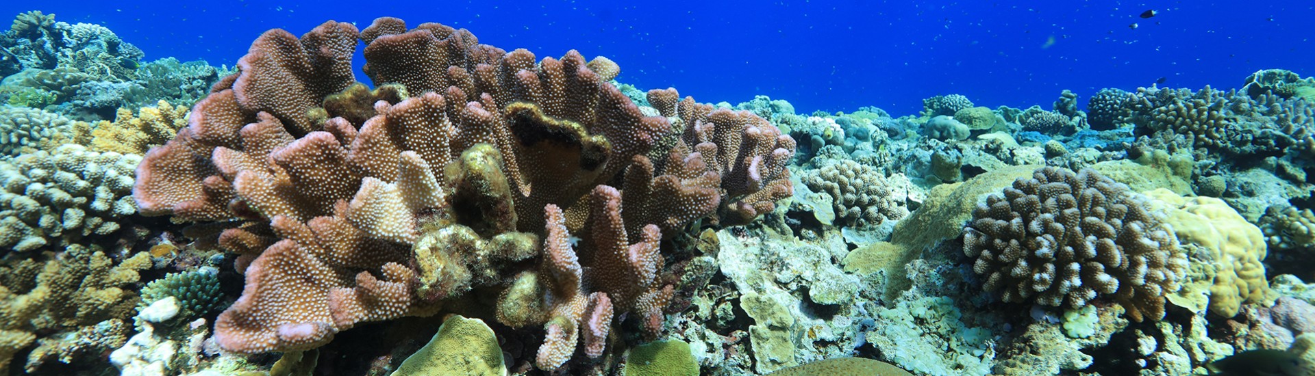 南海珊瑚礁